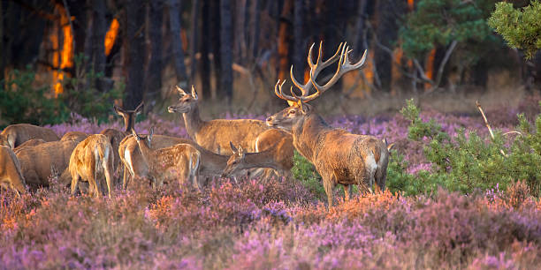 Group of red deer stock photo
