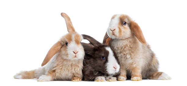 group of satin mini lop rabbits, isolated on white - dwarf rabbit isolated bildbanksfoton och bilder