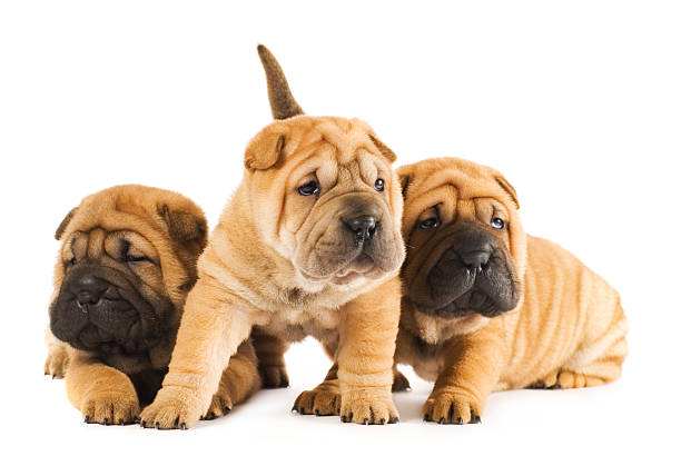 Mini Shar Pei Puppies Stock Photos, Pictures & Royalty-Free Images - iStock