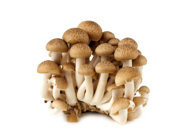 group of shimeji mushrooms on a white background. stock photo
