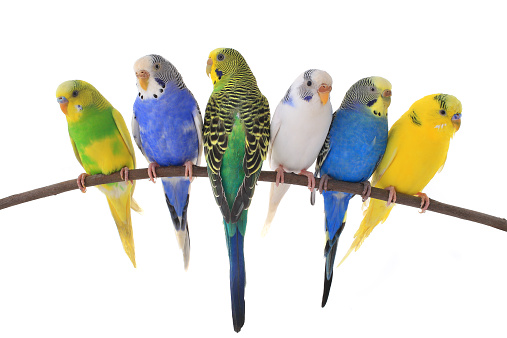 group-of-six-colorful-budgie-birds-sitting-on-a-tree-branch-picture-id464755078