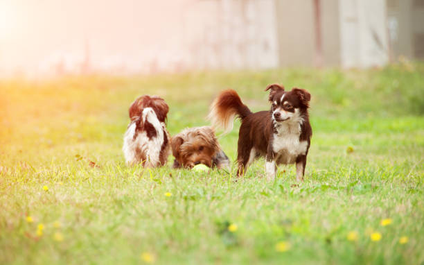 A group of small dogs are played on the grass. Selective focus on chihuahua. stock photo