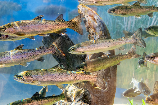 A group of Smolt fish. A Smolt is a stage of a salmon life cycle that is getting ready to go out to sea.