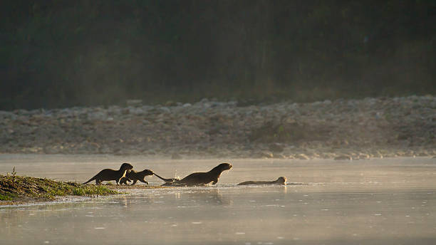 Group of smooth-coated Indian otter in Nepal species Lutra perspicillata terai stock pictures, royalty-free photos & images