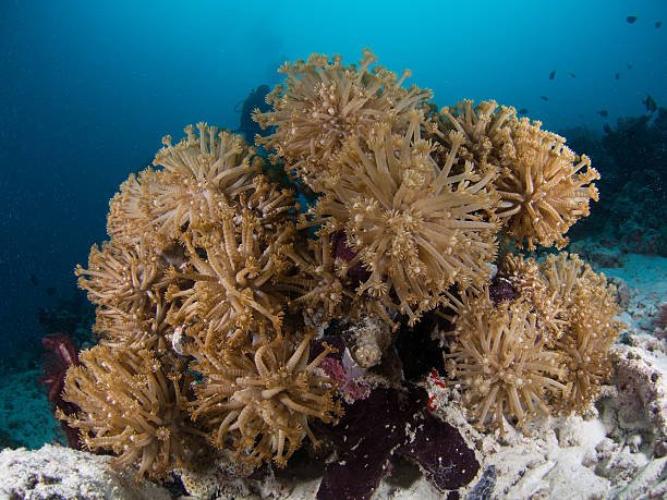 Group of soft coral stock photo
