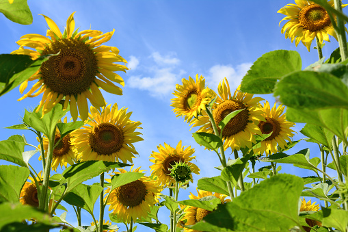 group of sunflowers on blue sky background, view from bottom