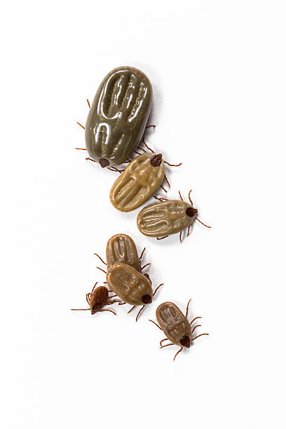 Group of tick isolated on white Group of tick isolated on white dog flea stock pictures, royalty-free photos & images