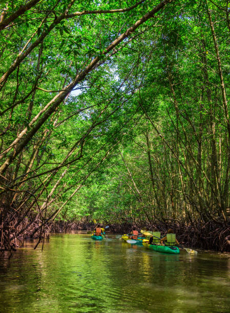 groupe de touristes kayak dans la jungle de la mangrove - kayak mangrove photos et images de collection