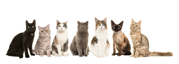 Group of various breeds of cats sitting next to each other looking at the camera isolated on a white background stock photo