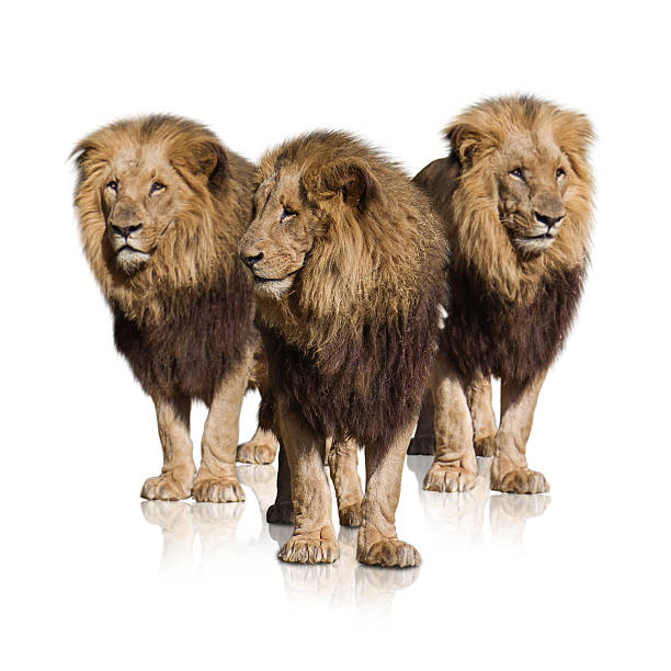 3 Lions