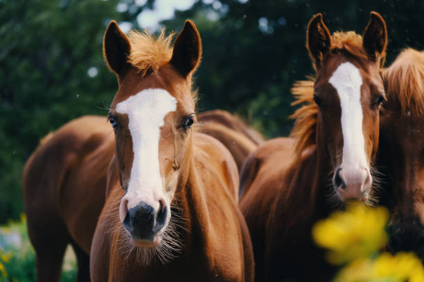 Group of yearling horses. Close up portrait of brown horses looking at camera. environmental consciousness stock pictures, royalty-free photos & images