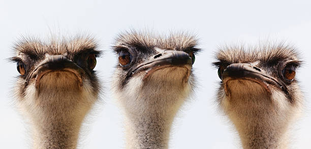 Group ostrich portrait stock photo