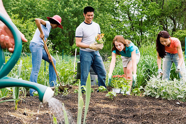 Group planting in community garden Group planting in community garden community garden stock pictures, royalty-free photos & images
