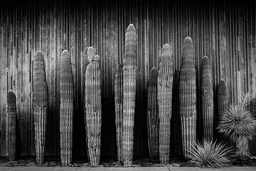 Group of saguaro cacti (Carnegiea gigantea) and yucca in a garden in Arizona photographed in black and white.