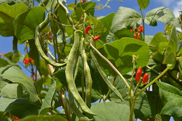 Grow your own food #NorthernEurope Runner beans growing ready to eat. runner bean stock pictures, royalty-free photos & images