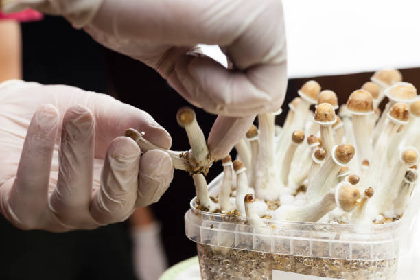 Growing indoor psylocybin psychedelic mushrooms Psylocibin mushrooms growing in magic mushroom breads on an isolated plastic environment being collected by expert hands wearing white latex medical gloves. Fungi hallucinogen drugs production concept psychedelic stock pictures, royalty-free photos & images