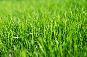 istock growing lawn, green lawn 1277723935