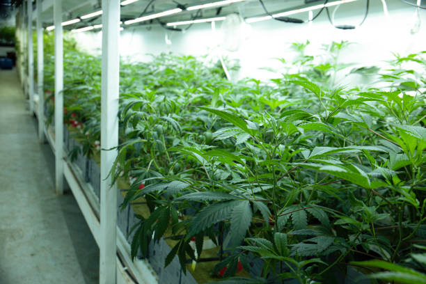 groeiende marihuana hennep cannabis in commerciële kas led-verlichting juridische recreatieve drug business - kas bouwwerk stockfoto's en -beelden