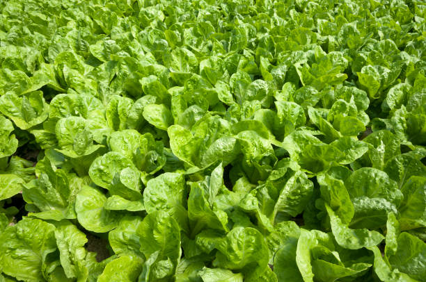 Growing organic hydroponic lettuce stock photo