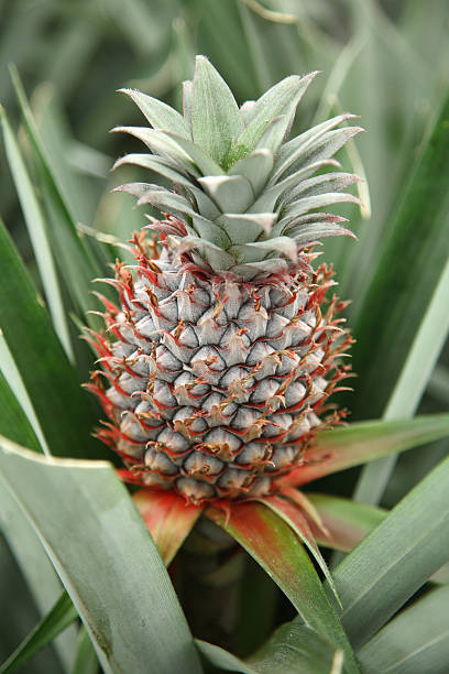 Growing Pineapple stock photo
