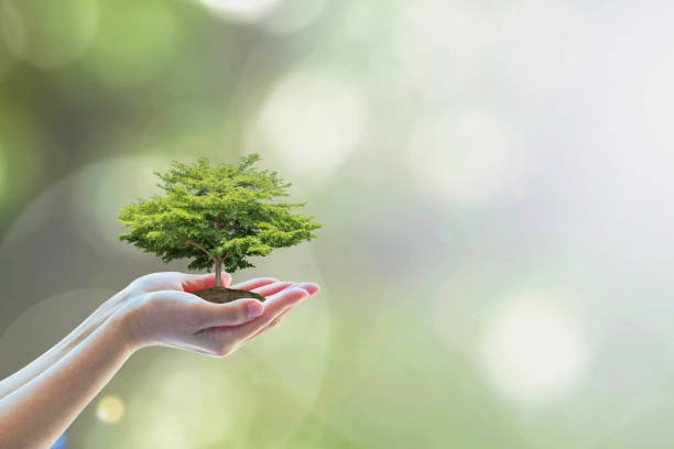växande träd för att rädda ekologisk hållbarhet, hållbar miljö och företagens sociala ansvar csr i naturkoncept med träd på frivillig hand - tree of life bildbanksfoton och bilder