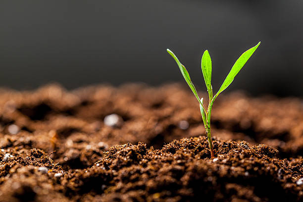 growing young green seedling sprout - knop plant stage stockfoto's en -beelden