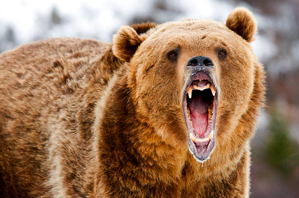 Growling Grizzly Bear Growling Grizzly Bear close up snarling stock pictures, royalty-free photos & images