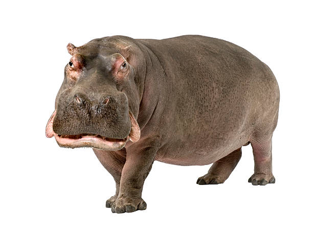 Grown hippopotamus aged 30 years on a white background stock photo