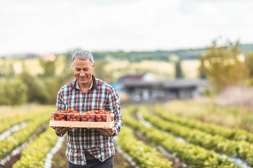 An mature man farmer carries  box with fresh strawberries through self owned farm.