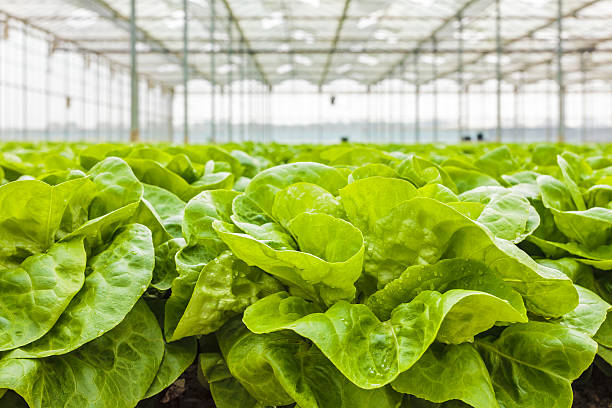 Growth of lettuce inside a greenhouse Growth of lettuce inside a greenhouse in The Netherlands greenhouse stock pictures, royalty-free photos & images