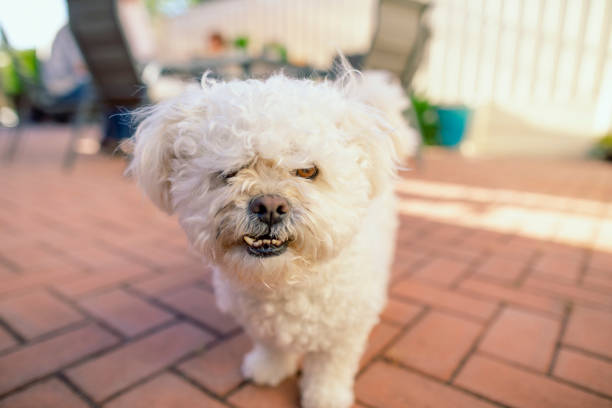Grrrrr! A front view close up shot of an angry looking dog in the back yard. snarling stock pictures, royalty-free photos & images