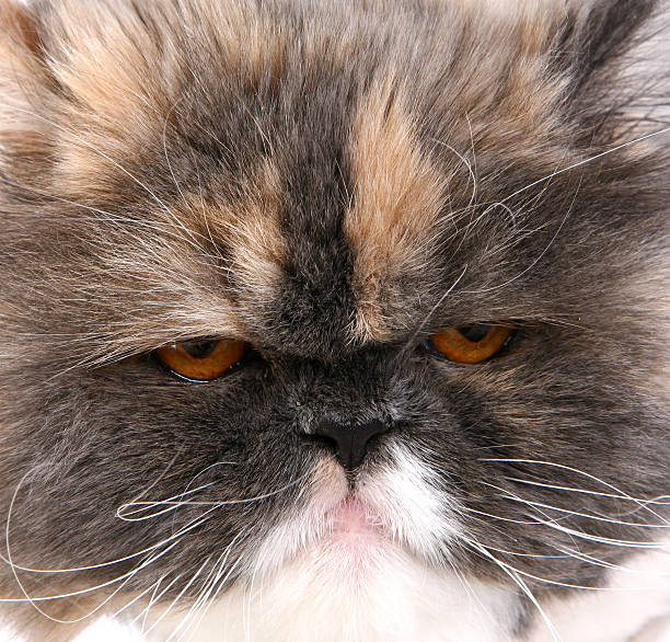 Grumpy Persian Cat Stock Photos, Pictures & Royalty-Free Images - iStock