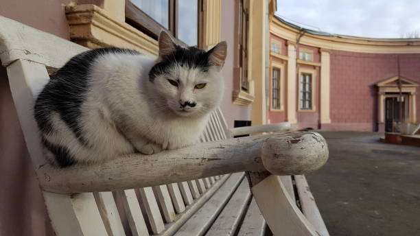 Grumpy cat sits at bench near antique architecture building stock photo