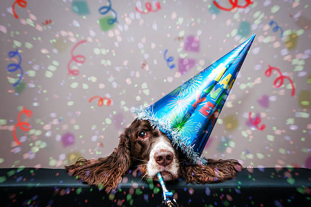grumpy new year dog grumpy new year dog wearing a party hat and blowing a party blower happy new year dog stock pictures, royalty-free photos & images