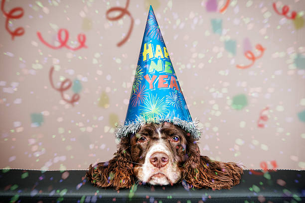 grumpy new year dog grumpy looking dog wearing a new year hat with confetti happy new year dog stock pictures, royalty-free photos & images