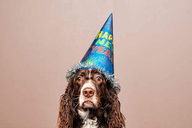 grumpy new year dog grumpy looking dog wearing a new year party hat happy new year dog stock pictures, royalty-free photos & images