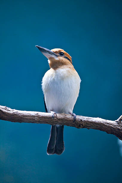 Guam Kingfisher stock photo