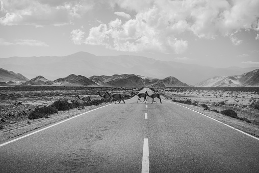 A black and white view of guanacos crossing the scenic and remote road through the altiplano on the way to the Paso de San Francisco mountain pass on the border with Chile, Catamarca Province, Argentina