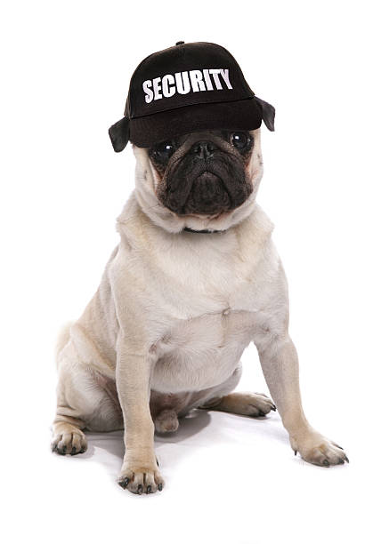 guard dog pug guard dog pug studio cutout guard dog stock pictures, royalty-free photos & images