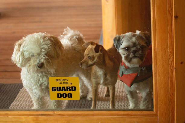 Guard Dog Sign and Three Small Dogs Three small dogs ponder breaking into patio door, but read Guard Dog sign guard dog stock pictures, royalty-free photos & images