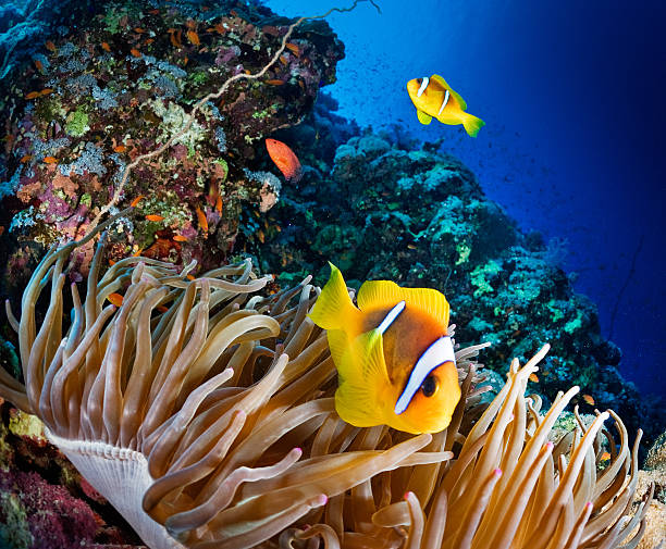 Guarding the home Natural habitat of little Clown fishes. anemonefish stock pictures, royalty-free photos & images