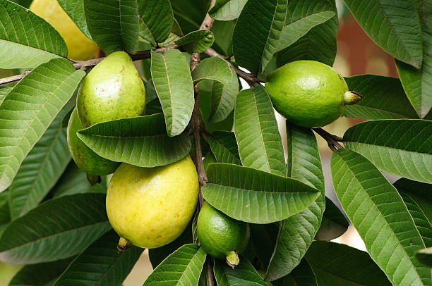 Guava fruit ripe in tree with leaves stock photo