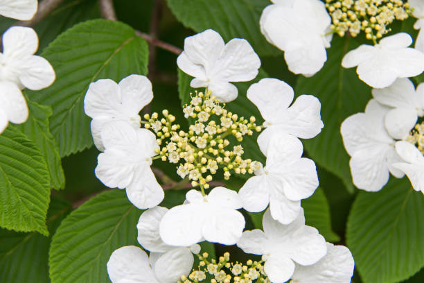 Guelder Rose plant in bloom. stock photo
