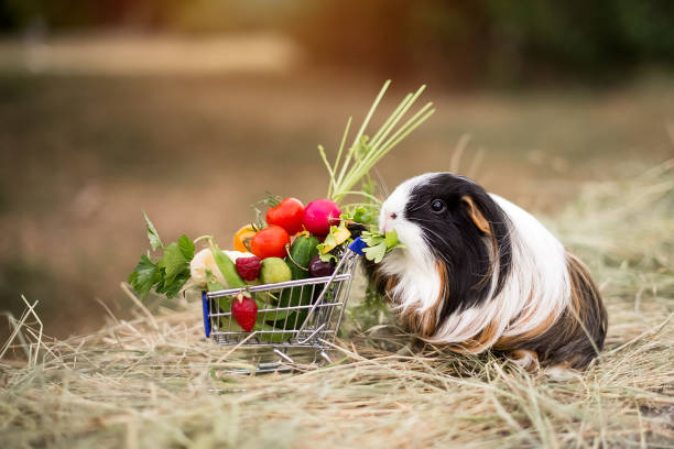guinea pig and fruits cute guinea pig with a cart of fruits and vegetables guinea pig stock pictures, royalty-free photos & images