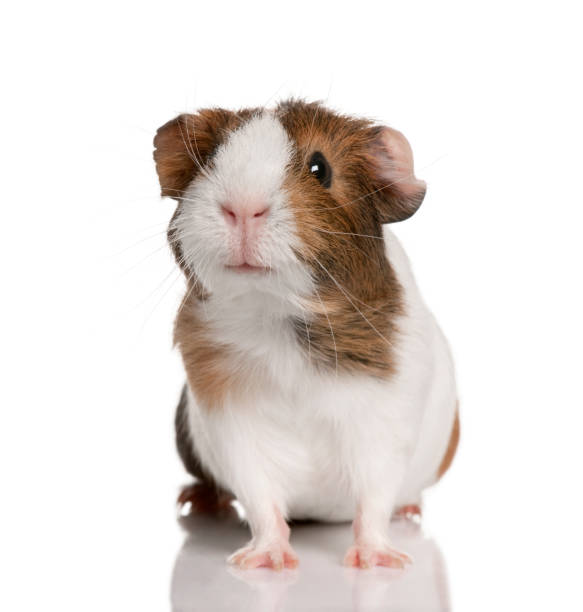 Guinea pig, Cavia porcellus, in front of white background Guinea pig, Cavia porcellus, in front of white background guinea pig stock pictures, royalty-free photos & images