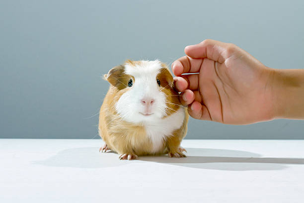 Guinea pig (Cavia porcellus) cherished by a child's hand stock photo