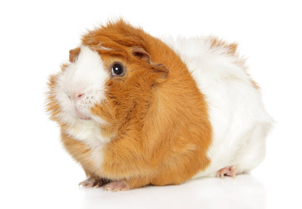 Guinea pig Close-up of Guinea pig on white background. Animal themes guinea pig stock pictures, royalty-free photos & images