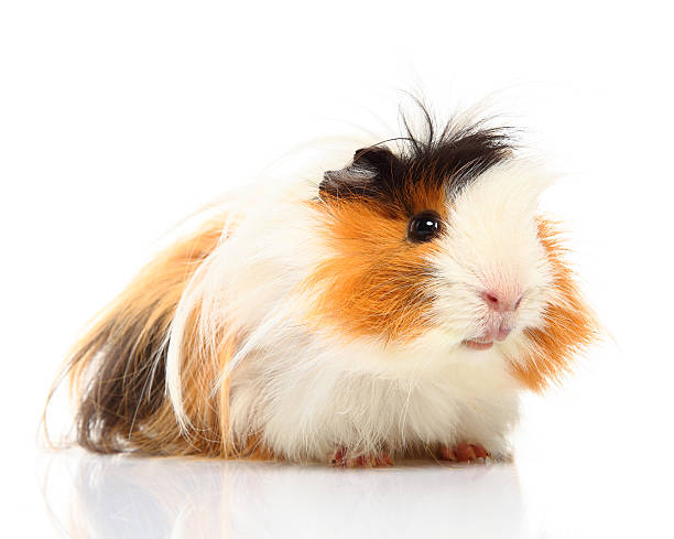 Guinea pig Images of this Guinea pig: guinea pig stock pictures, royalty-free photos & images