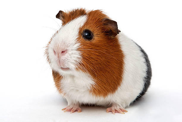 Guinea pig guinea pig on a white background guinea pig stock pictures, royalty-free photos & images