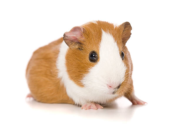 Guinea Pig Portrait Guinea Pig on white. guinea pig stock pictures, royalty-free photos & images